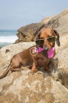 당신은 이제까지 같은 느낌을 당신은 당신의 개를 사랑 너무 많은? in 2020 | Dogs, Your dog, Cute animals