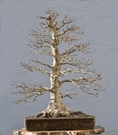 Bonsai 1522 | 분재
