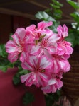 예쁜구제제니아 | geraniums & pelargoniums에 있는 lM님의 핀 | 정원