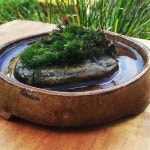 What an amazing mini moss Forrest on a rock | 꽃꽂이