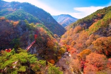 “국내 최초의 군립공원, 그럴만한 풍경이네!”… 단풍 사이의 출렁다리 명소