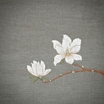 #야생화자수 #목련 #백목련 #꿈소 #꿈을짓는바느질공작소 #embroidery #magnolia #yulan(이미지 포함) | 일본 자수, 자수 예술, 자수 디자인