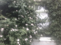 დ .*• Lol •*.დ에 있는 meh.님의 핀 | 자연 미학, 녹색 미학, 녹색