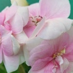 제라늄.메디펄로즈(10호(Pelargonium(Geranium)) - 공기정화식물(air purifying plants)