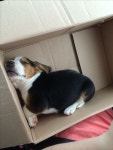 Dogs에 관한 37개의 최상의 Pinterest 이미지 | 강아지, 웃긴 동물 및 개와 고양이 Dogs 