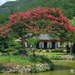 진도 운림삼방,배롱나무 Jindo,Korea | 정원 가꾸기, 일본 정원, 자연 사진