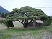 소나무 | 자연 사진, 식물, 나무