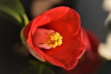 Camellia flower동백꽃 | 꽃