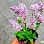 신기해 독특해 양꼬리 예뻐 예뻐 - 야생화(Wild Flower)