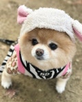 댕댕이그램 #펫스타그램 #좋테 #petstagram #포메라니안 #포메 #pomeranian #댕스타그램 #dogstagr... in 2020 | Pets, Christmas movies, Animals