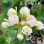 제라늄. 오솔레미오(Pelargonium(Geranium)) - 관엽식물(Foliage)
