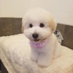 좋아요 711개, 댓글 16개 - Instagram의 한국꼬똥켄넬(꼬똥분양) 010-8563-0779(@fokolona)님: 조금전 뽀미 견주분께서 첫미용 사진... 