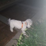 #꿈린감자  #       #dogkindergarten #꿈에개린 #꿈린 #강남강아지호텔 #대형견호텔 #강남강아지유치원 #애견호텔 #애견유치원 #강아지호텔...