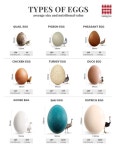 Pin by sangil kim on 내 저장 in 2024 | Types of eggs, Poultry farm design, Chickens backyard