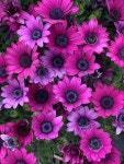 Flowers에 있는 Maria님의 핀 | 엄마 패션