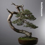 월출산분재그림경매장 | Bonsai.insp3에 있는 Bagus Wijaya님의 핀 | 분재, 그림