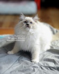 #랙돌#랙돌캐터리#랙돌분양#ragdollkitten … in 2020 | Ragdoll cattery, Newborn kittens, Kittens cutest