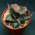 Foto: Gasteria ellaphieae | 꽃, 원예