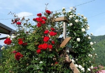 Pin page Pin von ok hwa jang auf My  garden  나의정원