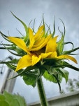2020 sunflower - 2020 | 꽃