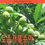 20900원 ☞ 도리담 토종개복숭아, 1개, 5kg ☞ #우리나라토종개 #한국토종개종류
