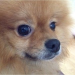 my dog.(이미지 포함)