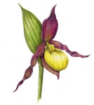 보태니컬 아트에 있는 BongAe Song님의 핀 - 2020 | 색연필, 아트