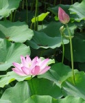 荷花（ Lotus )에 있는 Huang K.S.님의 핀 | 실크 플라워, 연꽃, 꽃