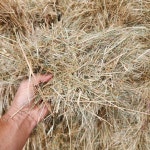 2024 파인페스큐 입니다. 안녕하세요. 파인피드 사료 원료가필요하시면 언제든 연락주세요. 감사합니다. 고맙습니다. 010-6337-0512 063-471-8837... 