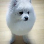 폼피츠 #루이 #폼피츠그램 #포메라니안 #스피츠 #2020 #셀프애견미용 #애견미용 #물개컷 ##솜사탕컷 #pompi... in 2020 | Dog life, Dogs, Animals