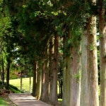 Photos tagged with #보성다원