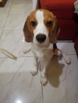 Pin by ddallong on 비글 | Beagle, Animals, pets, Animals
