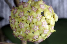 Hoya cv. Noelle | 아름다운