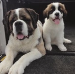 Puppers에 있는 Emma Kempen님의 핀 | 애견
