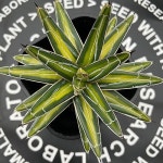 아가베 세설 황중반금 agave 썬킹 빙산 02(variegated) - 아프리카식물(Africa Plant)