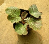 대림원예종묘 농업회사법인(주) - 2021 | 정원 가꾸기, 정원