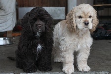 Pin by 선현 김 on PUPPY LOVE | American cocker spaniel, Cocker spaniel puppies, Cocker spaniel dog