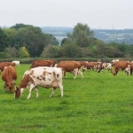 Pin page farm에 있는 Rochelle Chapman님의 핀