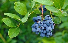 Gardening - Blueberries에 관한 11개의 최상의 Pinterest 이미지 Gardening - Blueberries
