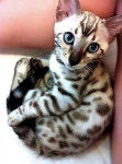Cats의 최고 인기 이미지 30개 | 새끼 고양이, Cute kittens 및 Crazy cat lady Cats