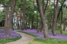 Forest Road with macmoondong | 숲, 정원, 한국