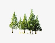 나무, 숲, 환경 보호 일러스트 PNG, 나무 수풀 이미지 벡터, PSD 파일 - Pngtree