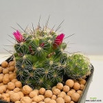 알바선인장 꽃예뿌게피네요 0380 산아래다육이(E. Alba Beauty) - 선인장(Cactus)