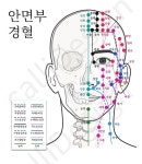 안면부경혈을 설명하는 메디컬일러스트 입니다. 프로필 링크 주소 CTEE shop에서 만나실 수 있습니다. 300dpi 고화질 20*23cm로 크기로... 