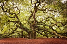 세상에서 가장 아름다운 나무들 세상에서 가장 아름다운 나무들 | Angel oak trees, Soul trees, Angel oak