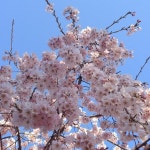 Pin by 예서 이 on garten | Blooming flowers, Pretty flowers, Bloom