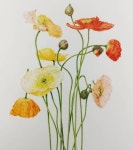 보태니컬아트 스페이스림 space-lim(@artspacelim) • Instagram 사진 및 동영상