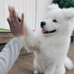 PUPS의 최고 인기 이미지 933개 | 강아지, 개 품종 및 귀여운 동물 PUPS