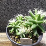 금성선인장77[동일](Mammillaria longimamma) - 선인장(Cactus)