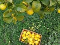 Farm에 있는 Juhnis님의 핀